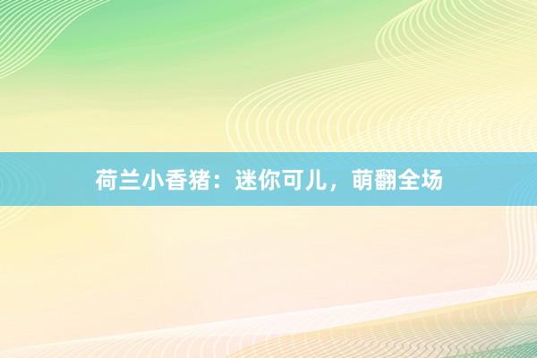 荷兰小香猪：迷你可儿，萌翻全场